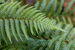 © Alwin - Fern close-up