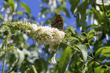 Buddleja Is Called A Butterfly Bush Because Many Butterflies Gather On The Flowers