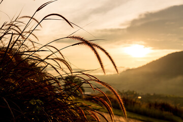 Wall Mural - Grass flowers with rim light effect at sunset. Flower grass and sunrise background in the morning. Grass flowers in the grass field in the sunlight .