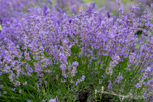 Close Up Of True Lavender