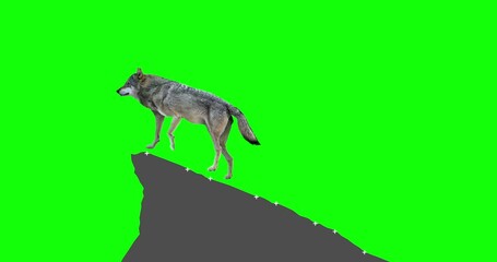 Wall Mural - Gray wolf howling. An isolated wolf rises to a rock and howls. Green Screen. Version static camera.