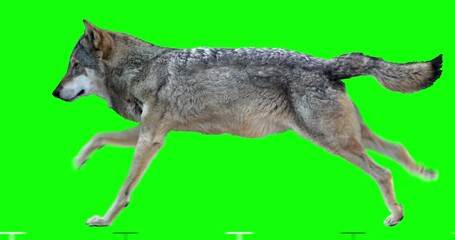 Wall Mural - Wolf runs. Animation isolated and cyclical. You can use in real coloring, and as a silhouette. Green Screen.