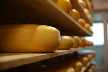 Wall Mural - Fresh cheese heads on rack in factory warehouse, closeup