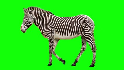 Wall Mural - Isolated zebra cyclical walking. Can be used as a silhouette. Green Screen.