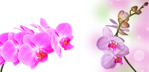 Wall Mural - pink orchid and empty space for text