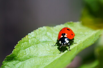 Poster - Ladybug on a colored background. Insects in nature.