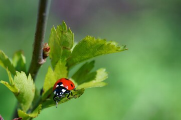 Poster - ladybug on a green leaf