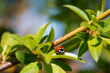 Poster - ladybird on a leaf