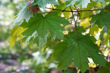 Canvas Print - maple leaves in autumn