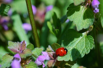 Poster - ladybird on a flower