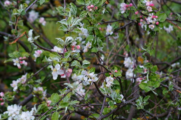 Sticker - cherry tree flowers