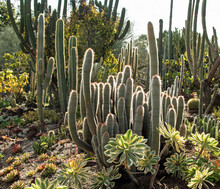 Cactus In A Desert Garden