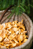 Fototapeta  - Mushrooms Of Chanterelle On Basket In Forest Close Up..