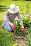 Fototapeta  - Woman Planting Fresh Flowers Marigold In Garden In Summer.