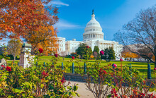 US Capitol Building Framed By Roses And Trees.Washington DC.USA
