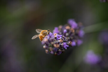 Macro of Bee on Lavender