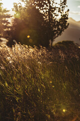 golden hour fields 2