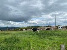 Black And White Cows, Grazing In A Large Field, With Residential Housing Nearby In, Bradford, Yorkshire, UK