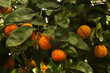 Bitter orange, Seville orange, sour orange, bigarade orange 