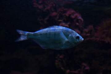 Sticker - The silver surfperch (Hyperprosopon ellipticum).