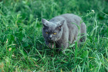 Adult British cat sneaks into green grass