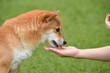 © studio Hoto - おやつやエサをもらう柴犬