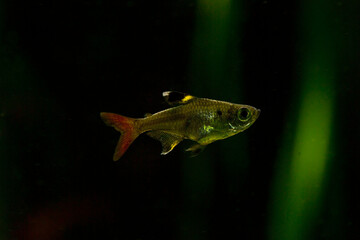 Sticker -  The X-ray fish or X-ray tetra (Pristella maxillaris).