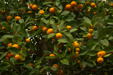 Calamansi, Calamondin Or Philippine Lime (Citrus × Microcarpa).