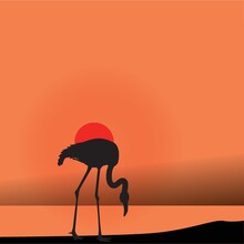 Silhouette Of Flamingo