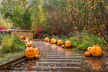 View At A Row Of Halloween Pumpkins Along A Wooden Trail On A Rainy Autumn Day In The Nature Park In Richmond City