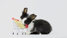 Lovely Bunny Young Easter Rabbits Stand Up With Two Legs Shopping Food With A Cart Of Full Of Baby Corns, Vetgetables On White Background. Beautiful Lovely Pets.