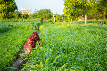 Indian woman farmer working in green agriculture field, female pick leaves, harvesting, village life.copy space