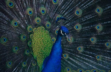 Peacock 