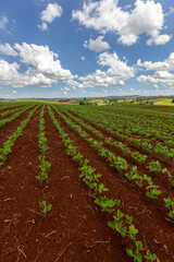 Wall Mural - Rows of young soy plants in a field on a blurred background