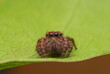 The spider macro jumps on the green leaf