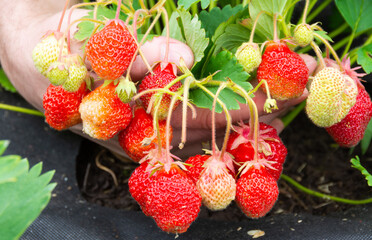 Fresh ripe strawberries with leaves lie in the palms of your hands.