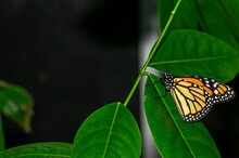  Emperor Butterfly