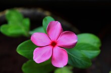 Close-up Of Pink Periwinkle Flower In The Garden