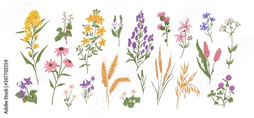 Cuadros en Lienzo Collection of different medical herbs, wild flower or treatment plants in realistic, natural style