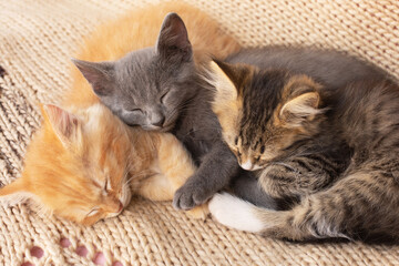 Three Cute tabby kittens on knitted blanket.