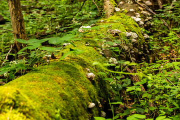 moss covered stem with mushrooms