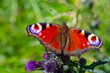 close up of peacock butterfly on meadow