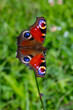 peacock butterfly on summer meadow