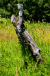 old stump in meadow