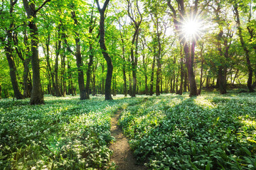 Forest green landscape with tree and white flowers garlic, Slovakia