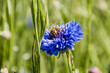 blue flower plants up close