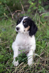 Cute black and white stray dog in nature with sad eyes.