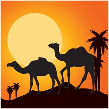 Silhouette Of Camels