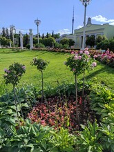 Exhibition Of Achievements Of National Economy (VDNH Park) Is Popular Tourist Landmark In Moscow, Russia. Beautiful Landscape And Flower Beds, Blooming Pink Standard Rose Bush.