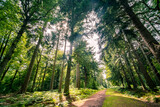 Fototapeta  - Beautiful pine forest in the New Forest National Park in Hampshire, UK 